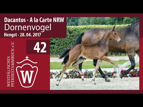 42 Dornenvogel  Hengst v. Dacantos - A la Carte NRW