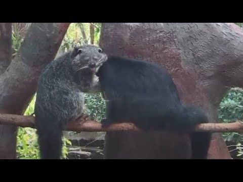 Snídaně binturongů v Indonéské džungli (Jan Ťoupal)