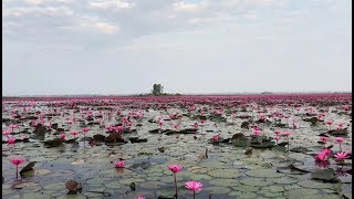 preview picture of video 'タイ 赤い蓮の海 - タレーブアデーン - Red Lotus Sea in Thailand'