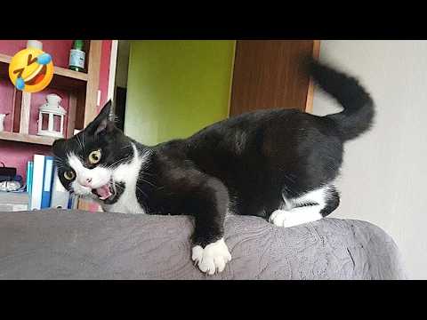 I Asked a CAT To Relax but She Chose DRAMA 😂🐱| New Cat Videos 2026
