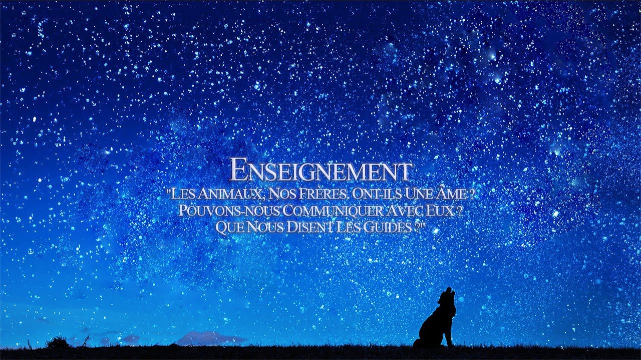 Les animaux, nos frères. Ont-ils une Âme ? Pouvons-nous communiquer avec eux ?
