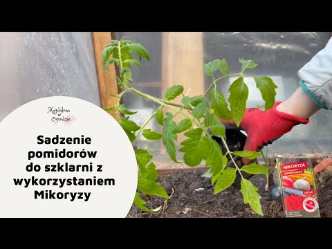 Sadzenie pierwszych pomidorów do szklarni. Mikoryza. Sposób na podlewanie - wkopana butelka