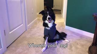 Three legged dog's Halloween costume