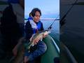 Video Thumbnail for Birthday Walleye  #fishing #shorts #walleye #short