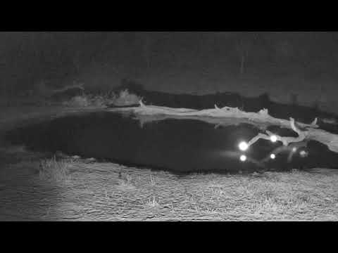 Djuma: Side-striped Jackal calling audio - 02:27 - 09/15/18