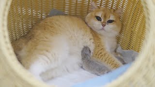 Mother Cat Giving Birth To 3 British Shorthair Kittens ❣️