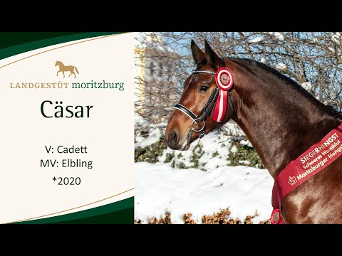 CÄSAR v. Cadett - Elbling 2023