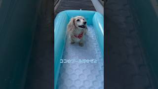 今年もやりますプール遊び？【♯犬のいる暮らし】【#ダックス】【#チワワ】