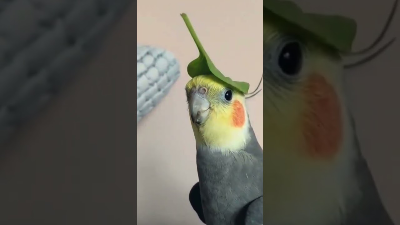 Cutest cockatiel whistling 💖