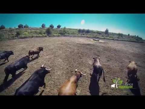 Finca Toropasión – Toros, bravura y emoción