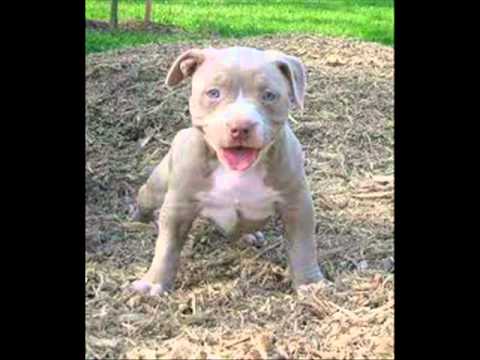 Mc - Ned's - Missing You. 2010.