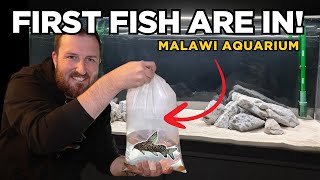 Building a Malawi Cichlid Aquarium (EP2) Adding the FIRST FISH!