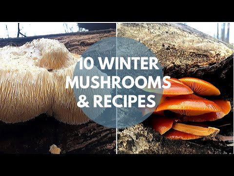 Wild Mushroom Foraging, Identification and Cooking 常见野生菌十种