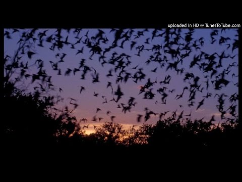 SUTIL FRAGANCIA - DOM.ROKE.DIEGOL.GIT / beat dom