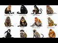Every Type Of Monkey In The World Explained In 8 Minutes 12 Monkey Species Compared Monkeys