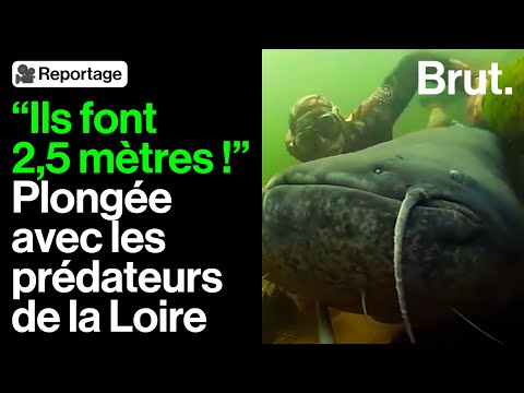 He swims with the catfish