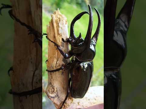 This bug has a tremendous fighting spirit.