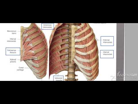 Thoracic cage