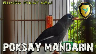 Download lagu POKSAY MANDARIN GACOR LUAR BIASA BIKIN RUMAH ADEM SEPERTI SUARA KEPODANG mp3 Download lagu POKSAY MANDARIN GACOR LUAR BIASA BIKIN RUMAH ADEM SEPERTI SUARA KEPODANG mp3