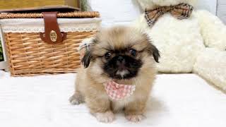 ペキニーズの動画02