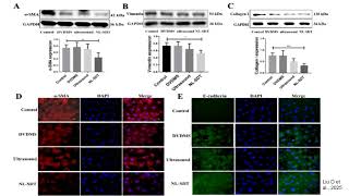 NL-SDT: A Novel Therapy to Block Kidney Fibrosis and EMT | Cell Biology & Drug Development