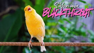 Download lagu AHLINYA BIKIN MEWAH EXOTIS - MASTERAN KENARI ISIAN Blackthroat dan SIKLON Gacor JERNIH MUDAH MASUK mp3