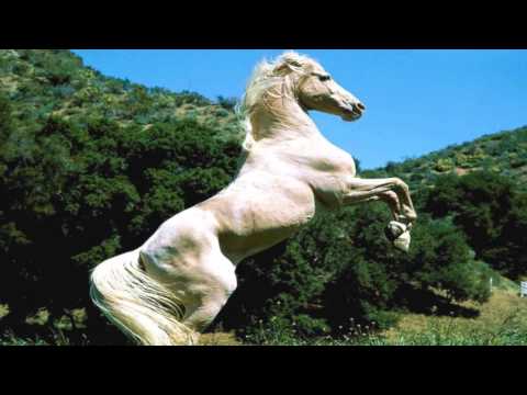 Le cheval blanc  (  Hugues Aufray )