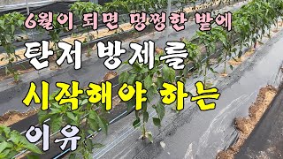 [고추농사]6월이 되면 탄저병 방제를 시작해야 하는 이유