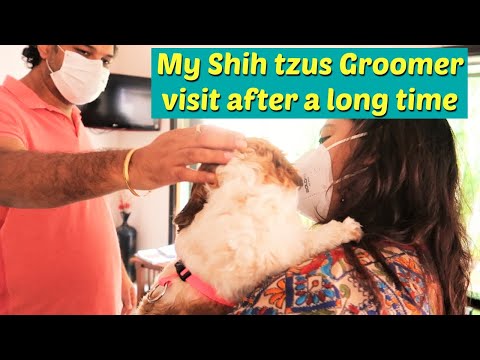 Groomer Visit After A Long Time Video