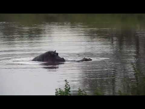 Djuma: Hippos-with the male and female mating - 07:19 - 04/16/2023