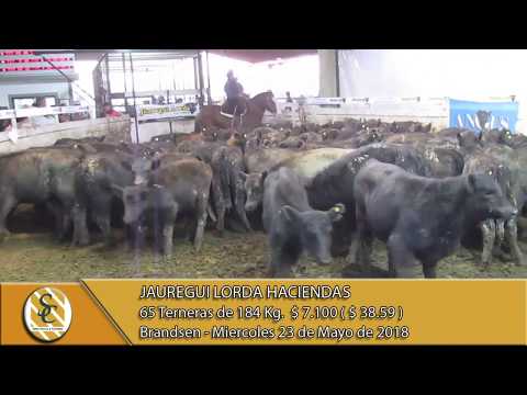 23-05-18 Venta de Hembras - Jauregui Lorda Haciendas - Brandsen
