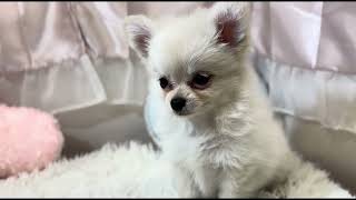 ハーフ犬の動画01