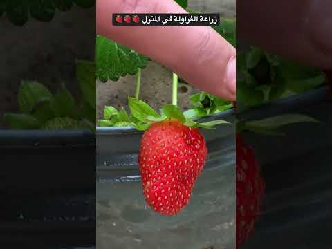 , title : 'أسهل وأسرع طريقة لزراعة الفراولة في المنزل🍓🍓والمحصول حلو وكبير #زراعة #فراولة  #strawberry'