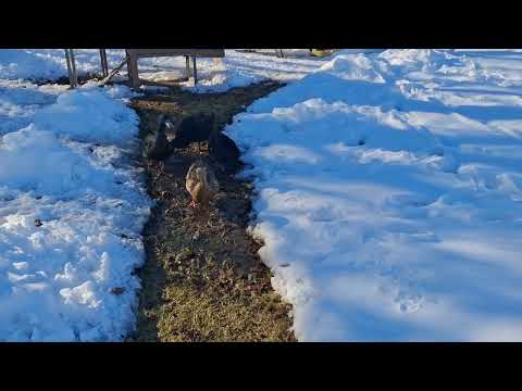 Understanding the Duck Diet - Nutritional Requirements By Age