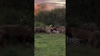 A hungry hyena clan descends on a zebra with incredible speed and teamwork