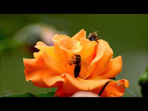 Marius Matache - Hai să