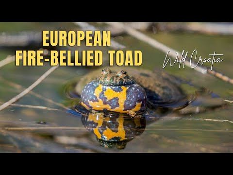 Kunka cervenobruha (Bombina bombina)