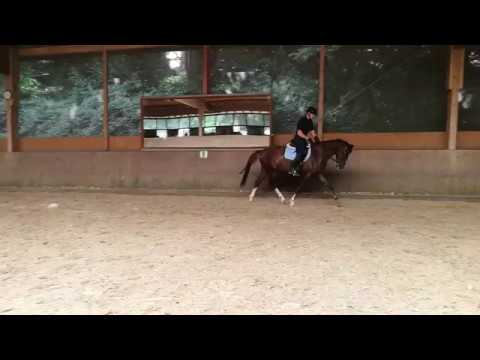 Leonardo von Livaldon