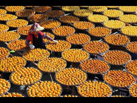 Japan Dried Persimmon Processing - How To Slice Every Fruit