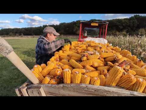 Kukorica tengeri szüret,szedès kèzzel🌽🌽Ahogy az őseink csinálták🌽🌽 Erdèly, nyárád mente.