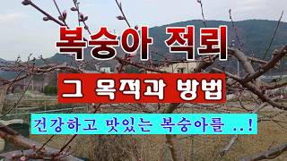 [텃밭농부 2,195]  복숭아 적뢰 작업의 목적과 방법. #복숭아재배