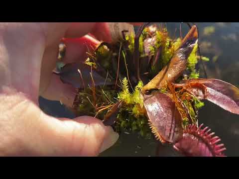 How did my outside Carnivorous Plants do after 10-25 F cold snap?