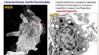 Tejido conjuntivo (Parte 2) - Biología Celular y Tisular