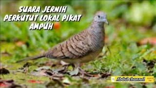 Download lagu Suara jernih Perkutut Lokal untuk Pikat Ampuh.Mp3 mp3 Download lagu Suara jernih Perkutut Lokal untuk Pikat Ampuh.Mp3 mp3