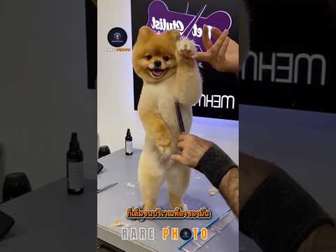 แปลงโฉมเจ้าตูบ! 🐶✨ช่างตัดขนเนรมิตเจ้าตูบตัวนี้ให้มันกลายเป็นซุปเปอร์สตาร์!