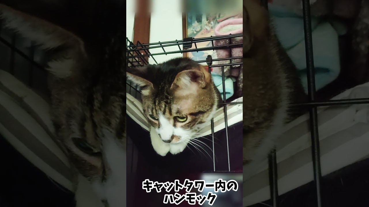おてて揃えてる猫の姿がかわいい♥最近ゴマちゃんのお気に入りの場所はハンモック【リキちゃんねる　猫動画】 キジトラ 猫のいる暮らし