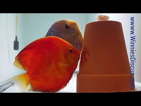 Fish Porn Aquarium My Discus