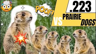 223 vs Prairie Dogs!!! 🤯💥💣🧨