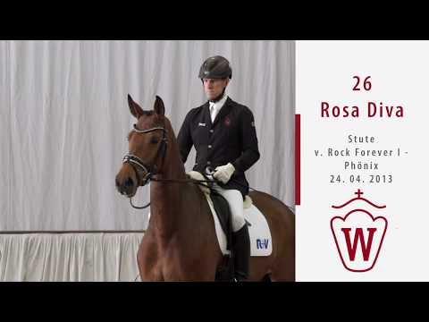 26 Rosa Diva Stute v.  Rock Forever I -  Phönix
