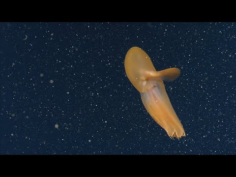Orange Dumbo Octopus | Nautilus Live